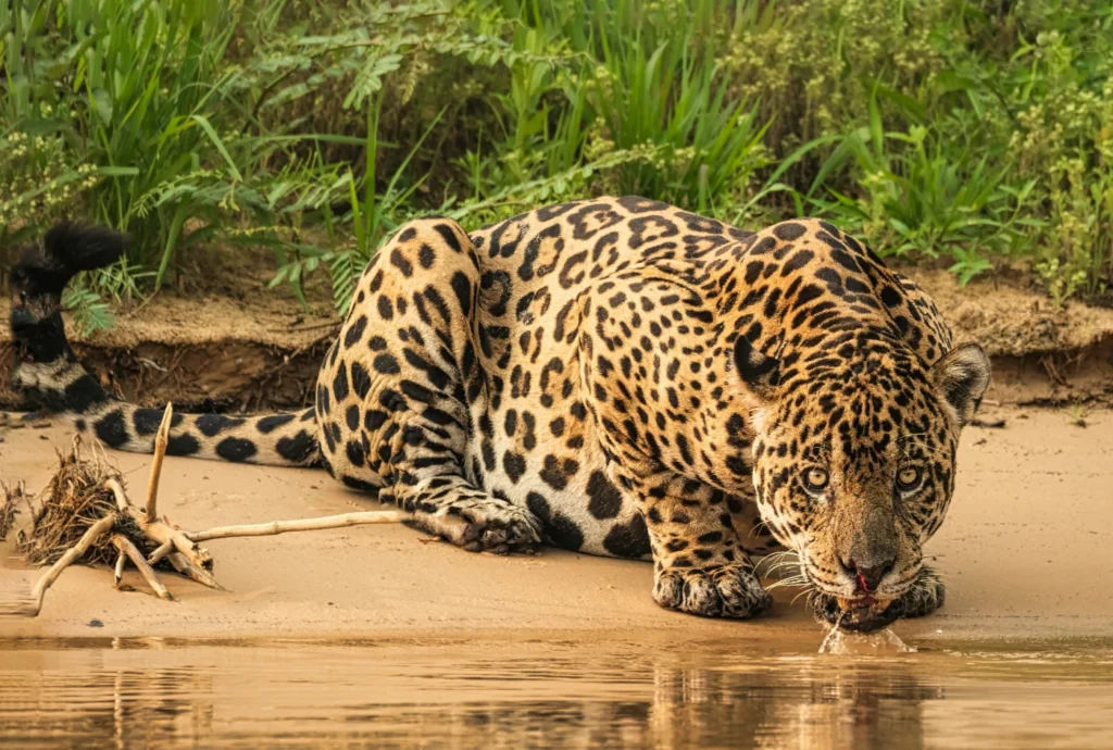 jaguar en el Pantanal, Mato Grosso, Brasil
