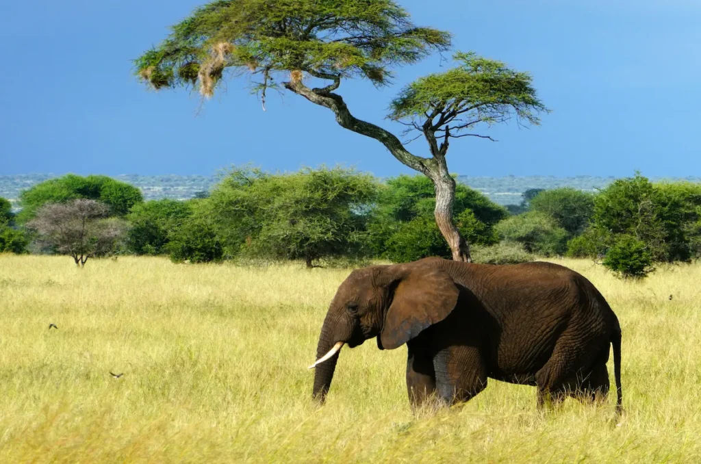 Cinco grandes: elefante Kazinga channel Uganda