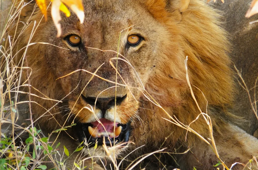 Cinco grandes: león Etosha Namibia