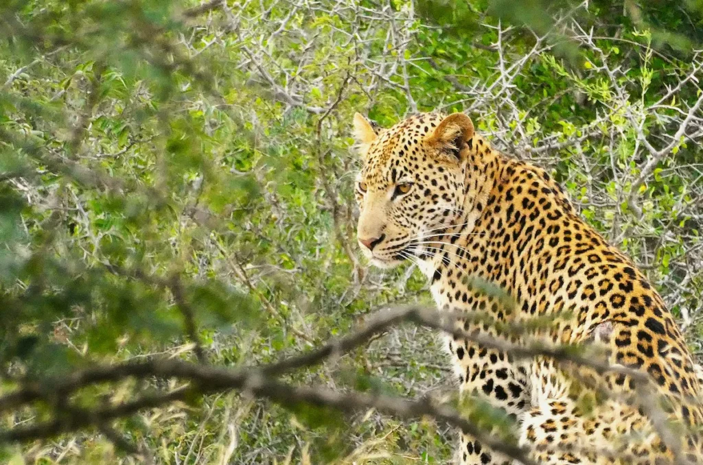 Cinco grandes: leopardo Kruger Park Sudáfrica