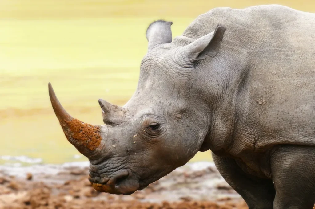 Cinco grandes: rinoceronte Kruger Park Sudáfrica