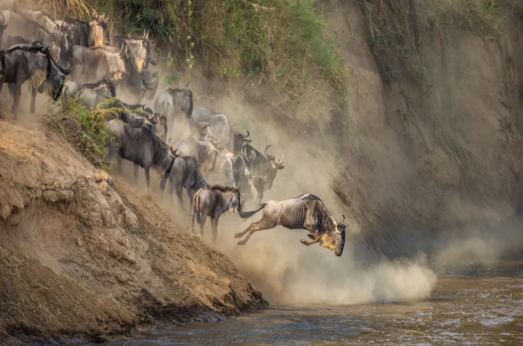 Gran migración ñus cruzando río Kenia Tanzania
