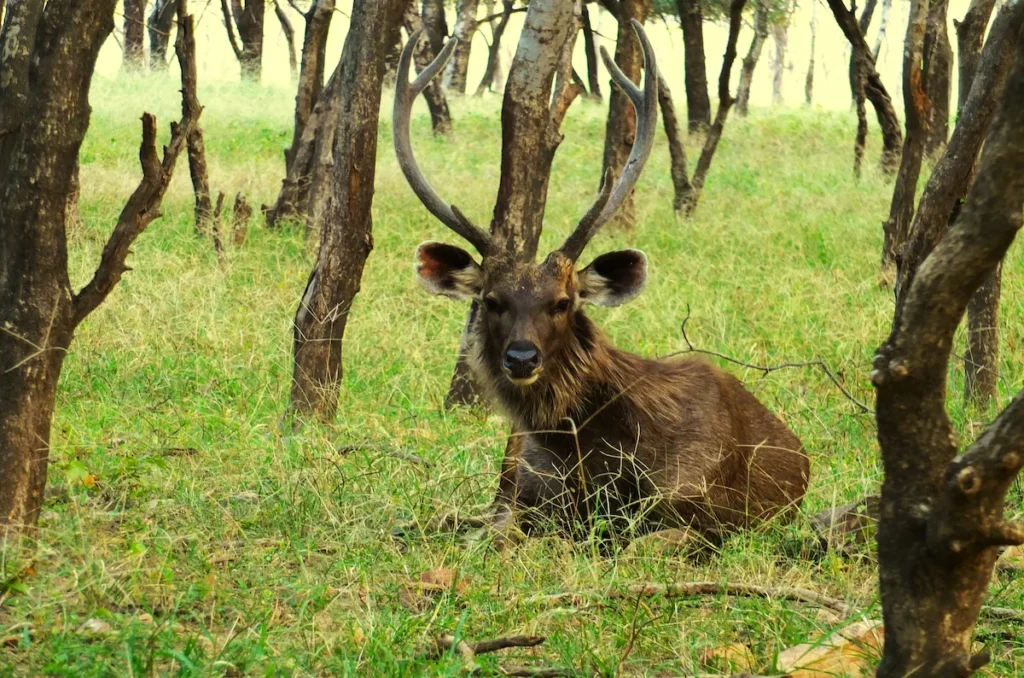 Ciervo Sambar en National Park Ranthambore