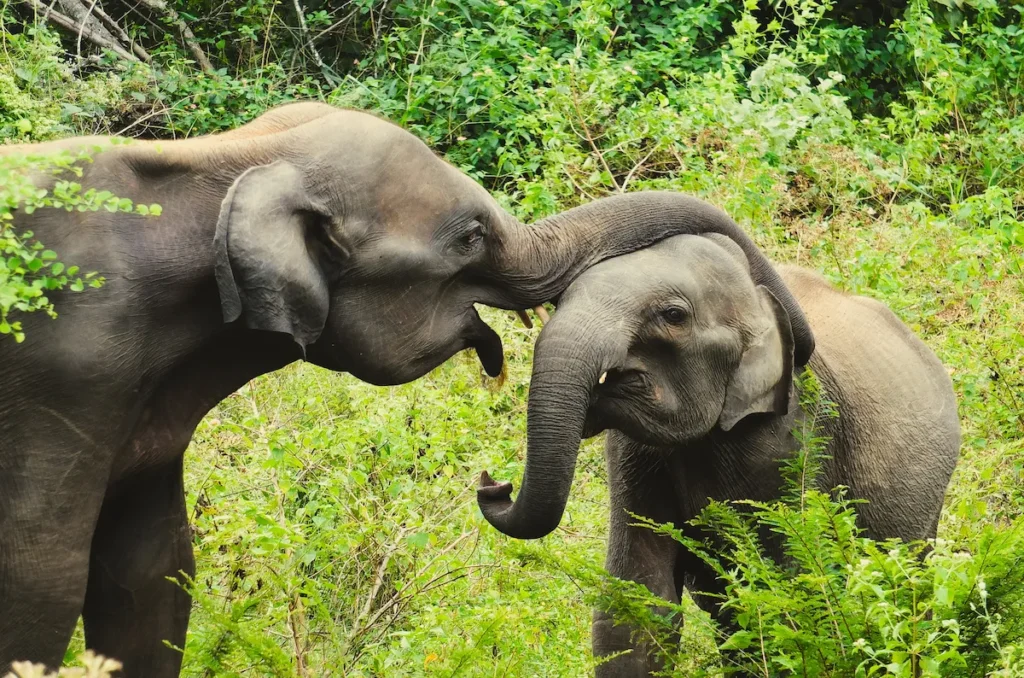 Safari Sri Lanka Udawale National Park elefante indio