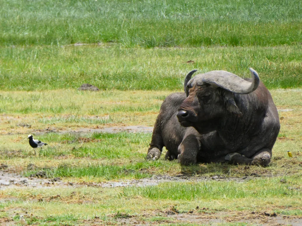 Búfalo Ngorongoro