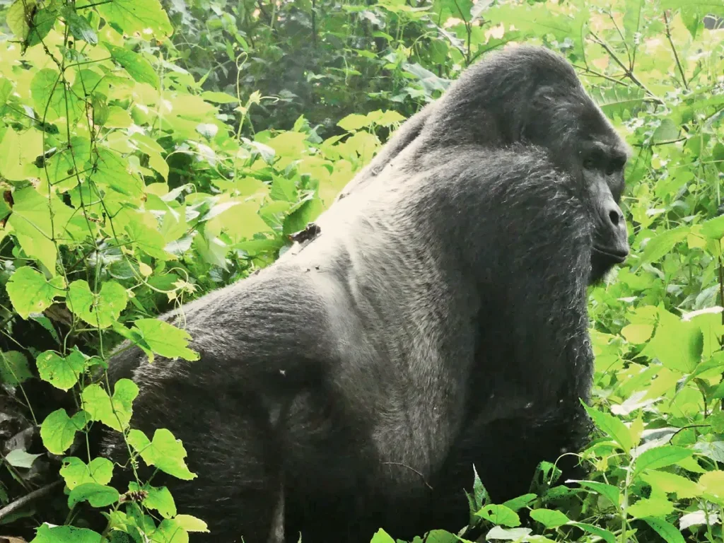Gorila en Bwindi Uganda