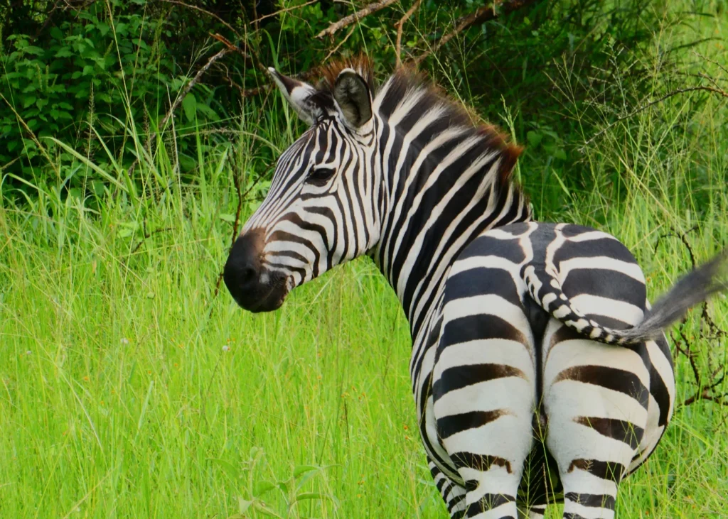 cebra en Mburo, Uganda
