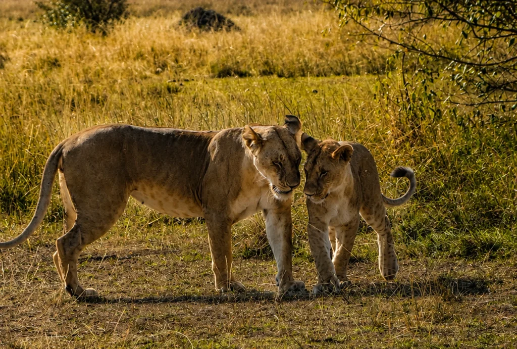 dos leones en el Masai Mara, Kenia