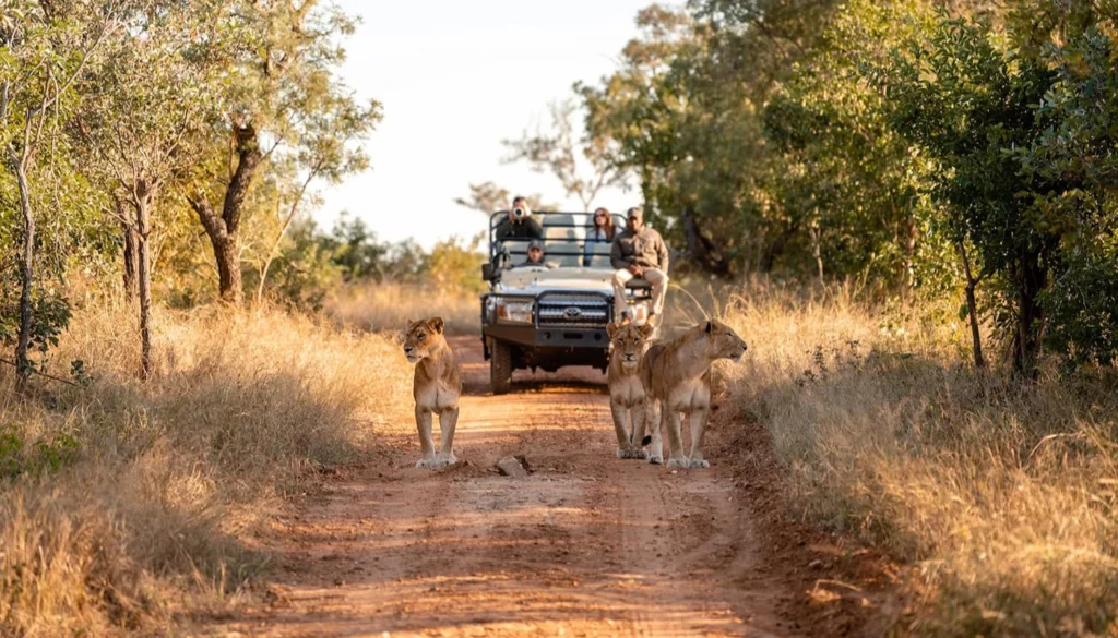 leones en Kapama Reserve, Sudáfrica