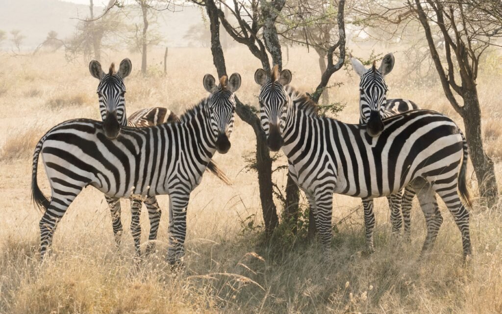 cebras en el Serengeti, Tanzania