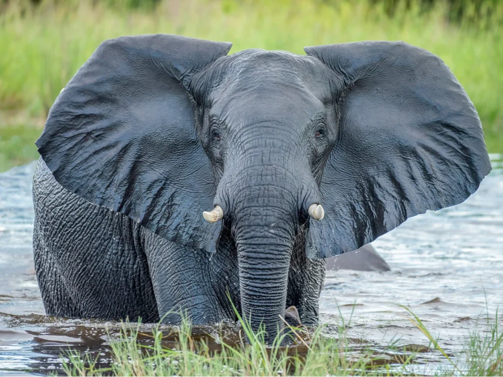 elefante en el río