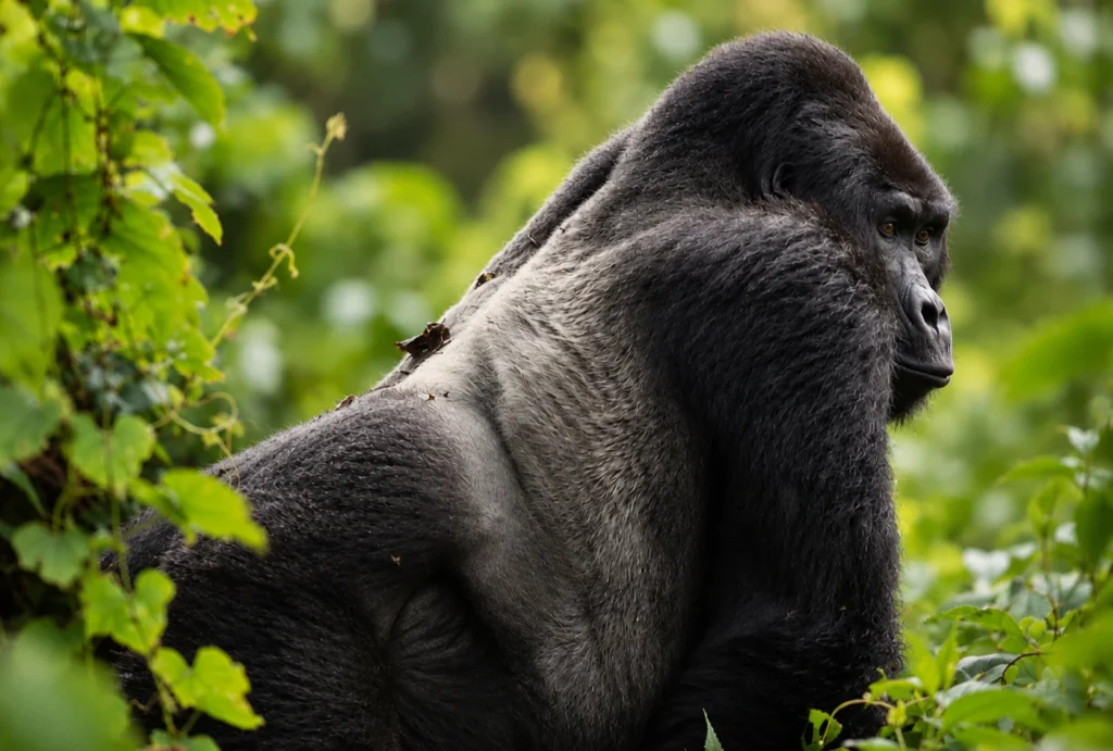 gorila espalda plateada en Bwindi, Uganda