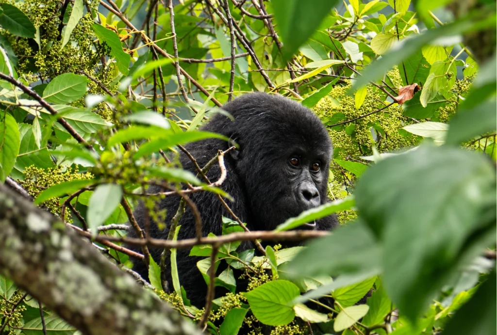 gorila en Bwindi, Uganda