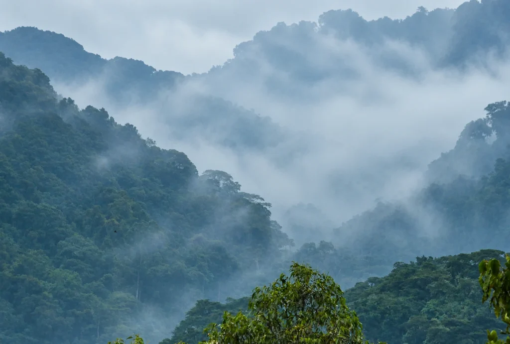 bosque impenetrable de Bwindi en la niebla