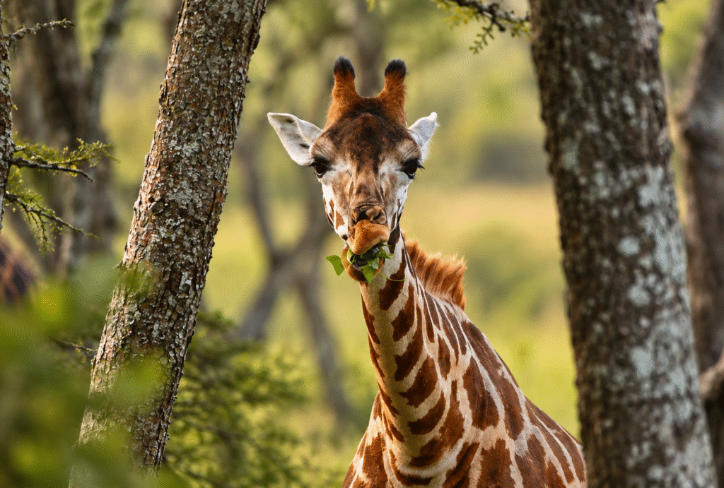 Jirafa entre árboles en Mburo, Uganda